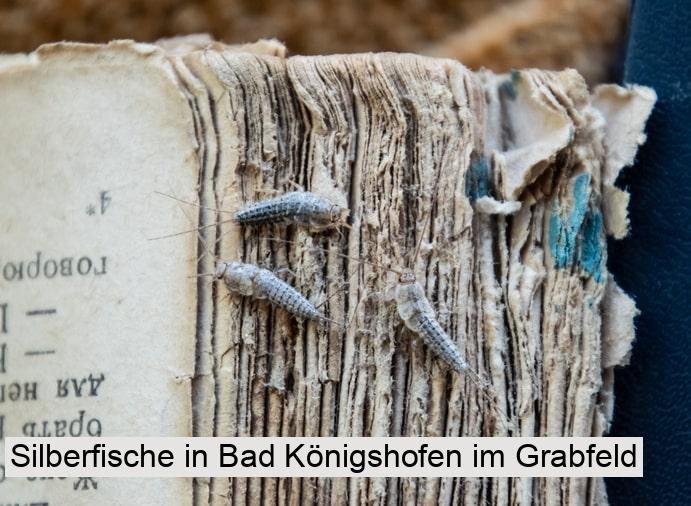 Silberfische in Bad Königshofen im Grabfeld